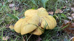 Suillus grevillei