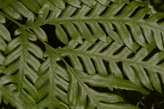 Pteris microptera