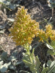 Solidago mollis