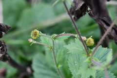 Geum aleppicum