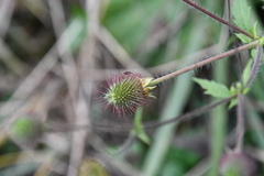 Geum aleppicum