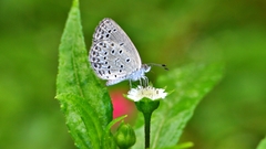 Pseudozizeeria maha okinawana