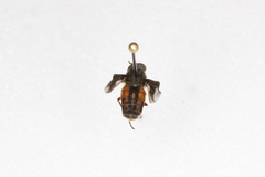Chrysops striatus