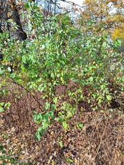 Cornus alba