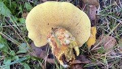 Suillus grevillei