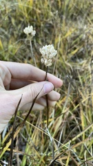 Triantha occidentalis