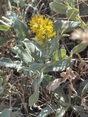 Solidago mollis