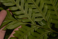 Pteris microptera