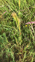 Andropogon glomeratus