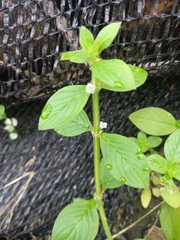 Spermacoce latifolia