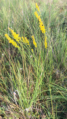 Genista tinctoria