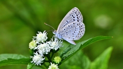Pseudozizeeria maha okinawana