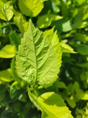 Hibiscus rosa-sinensis