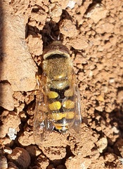 Eupeodes latifasciatus
