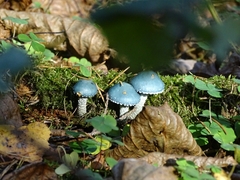 Stropharia aeruginosa