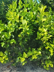 Hibiscus rosa-sinensis