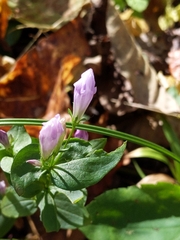 Gentianella quinquefolia