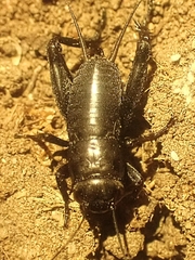 Gryllus veletis