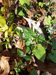 Gentianella quinquefolia