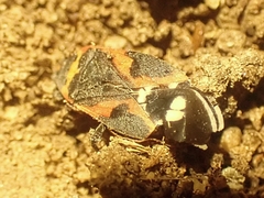 Lygaeus kalmii kalmii