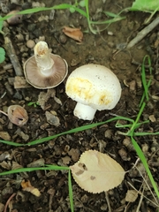 Agaricus xanthodermus