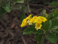 Cordia lutea