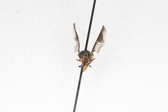 Chrysops striatus