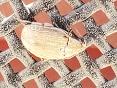 Algarobius prosopis