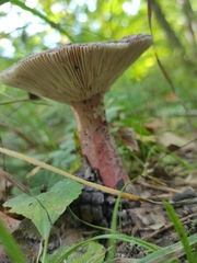 Russula