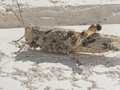 Trimerotropis pallidipennis