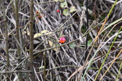 Euonymus verrucosus
