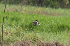 Vanellus indicus atronuchalis