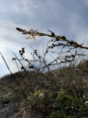 Trachyandra divaricata