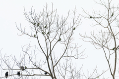 Psilopogon haemacephalus indicus