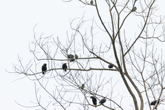 Gracula religiosa intermedia