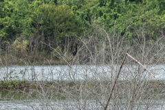 Anhinga melanogaster