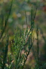 Cytisus scoparius