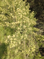 Baccharis neglecta