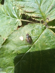 Muscoidea