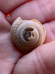 Architectonica nobilis