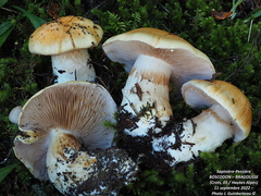 Phlegmacium reverendissimum