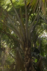 Sphaeropteris robusta