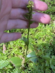 Platanthera pollostantha
