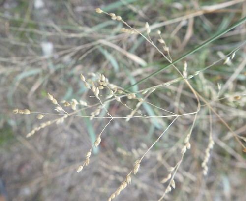 Image of Panicum coloratum by (c) saltyhiker, some rights reserved (CC BY)