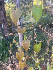 Fallopia convolvulus
