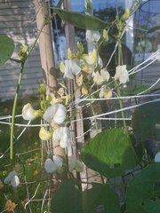 Phaseolus vulgaris