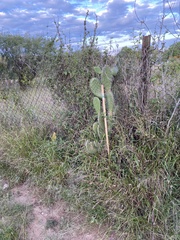 Opuntia streptacantha
