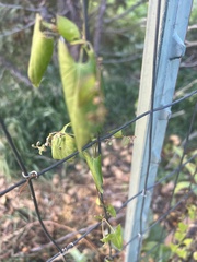 Fallopia convolvulus