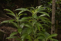 Psychotria carronis