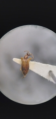 Anthicidae